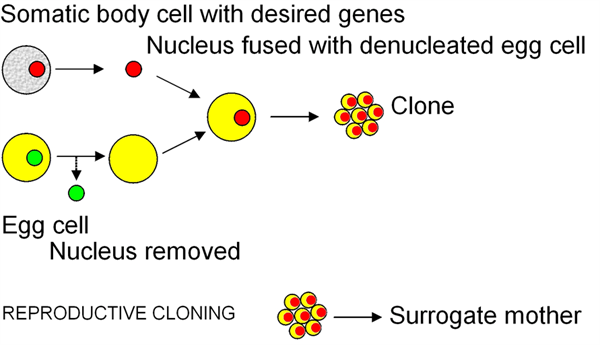 1024px-Cloning_diagram_english.png