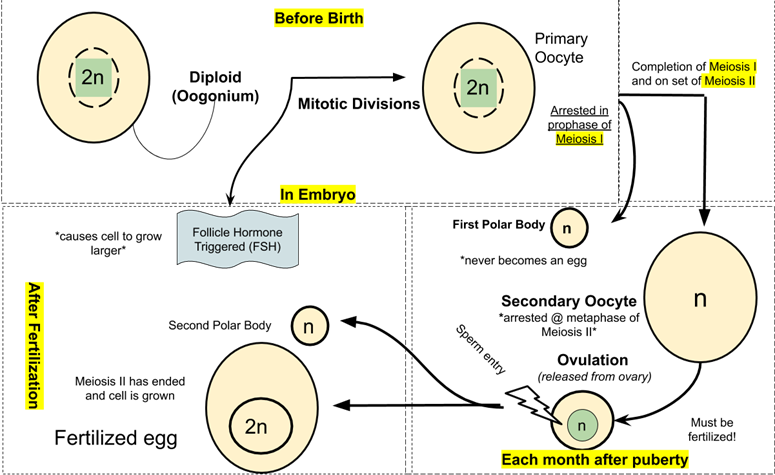 Oogenesis.png