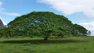 hawaiian-umbrella-730371_960_720.jpg