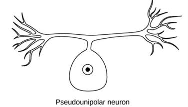 pseucounipolar.jpg