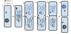 768px-Binary_Fission_2.svg.png