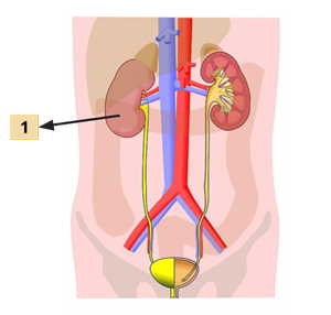 YC Editorial - Divya (10).png