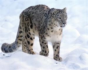 snow-leopard-1972724_960_720.jpg