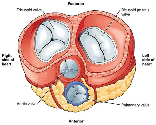 751px-2011_Heart_Valves.jpg