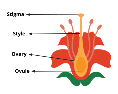 YC Editorial - Divya (35).png