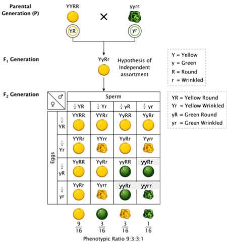 Editorial Designing - Biology Divya (27).png