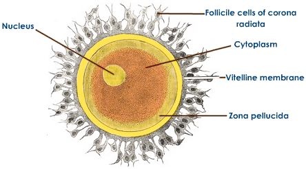 human-ovum-structure.jpg