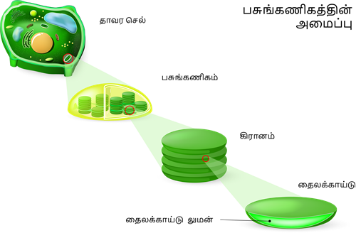 YCIND20220821_4275_Plant anatomy_01.png