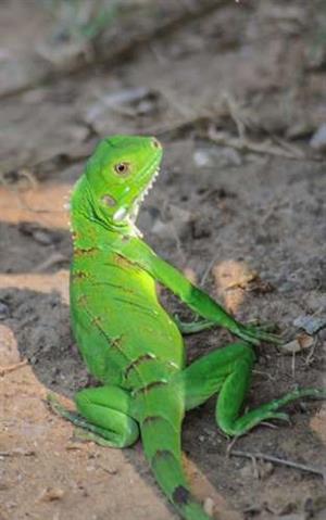 iguana-Venezuela.jpg