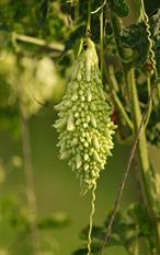 bitter-gourd-2373166_960_720.jpg