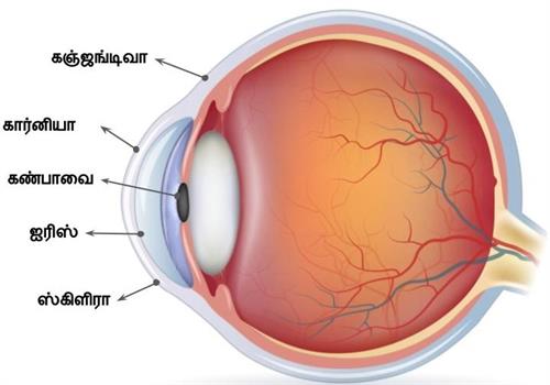 Design - YC IND (1).jpg