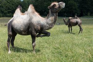 camel-2454247_1920.jpg