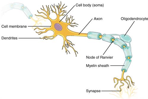 1206_The_Neuron.jpg