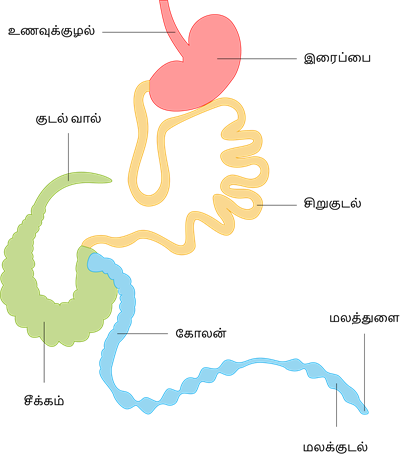 YCIND20220901_4408_Structural organisation of animals_13.png