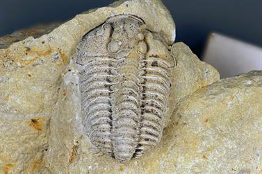 800px-Sthenarocalymene_celebra_-_Arthropoda,_Trilobita,_Polymerida,_Calymenidae_-_Silurian_-_Ohio,_USA.jpg