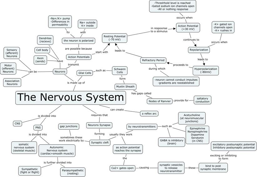 nervous-system-_2_.jpg