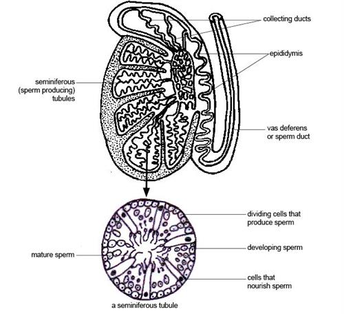 Anatomy_and_physiology_of_animals_The_testis_&_a_magnified_seminferous_tubule.jpg