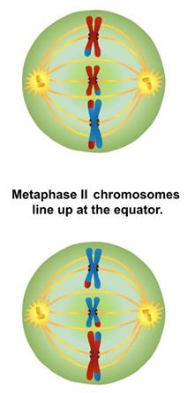 metaphase 2.jpg