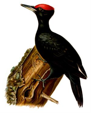 Dryocopus_martius gertrude's bird.jpg