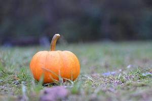 fall-4583102_1920.jpg