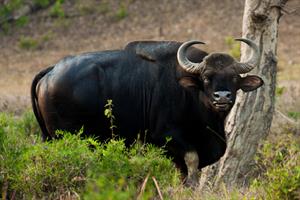 1024px-Indian_Bison_(Gaur)_3_by_N._A._Naseer.jpg