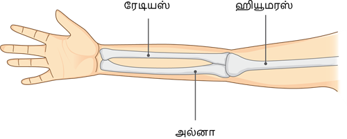 YCIND20220816_4262_Human organ systems_5.png