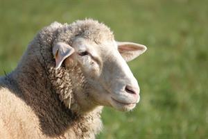 sheep-4673941_1920.jpg