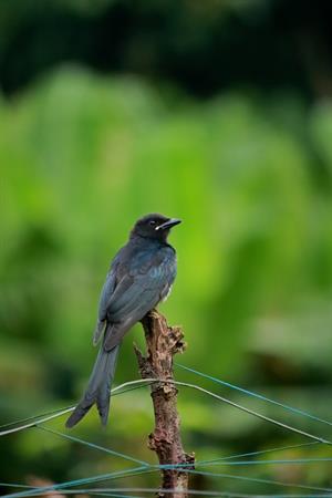 ashy-drongo-3503264_1920.jpg