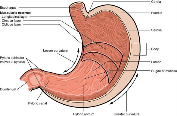 1024px-2414_Stomach.jpg
