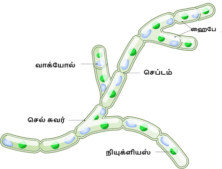 shutterstock_1658506972 (fungal cell structure).png