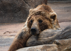 sick bear 2020-12-22 155720.png