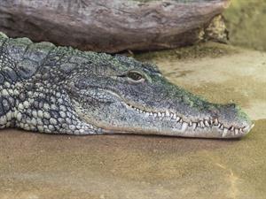 The crocodile's plan.jpg