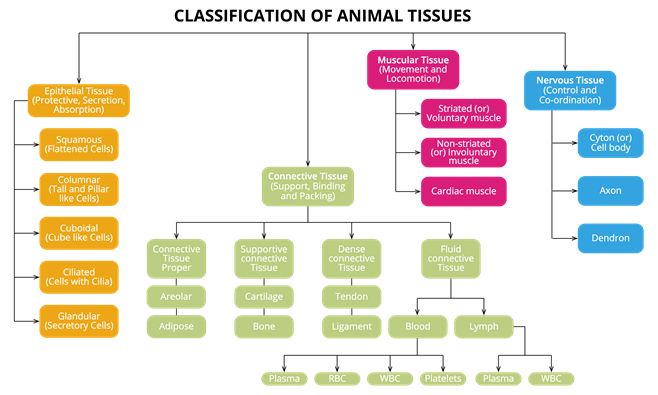 Animaltissues.png
