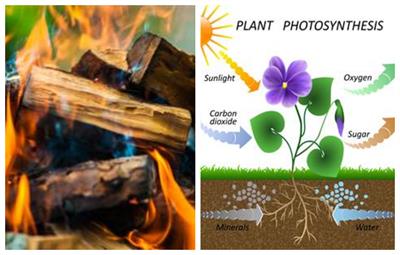 BeFunky-collage (19).jpg