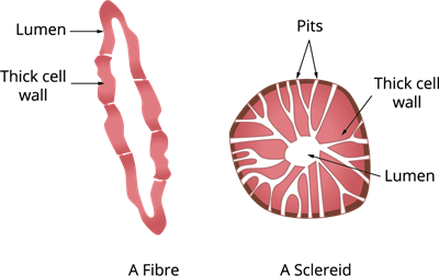 Fibre Sclereid.png