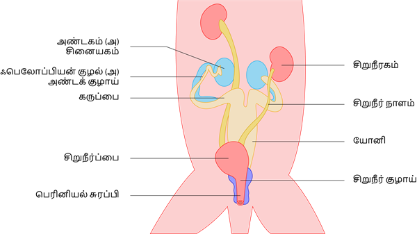 YCIND20220901_4408_Structural organisation of animals_15.png