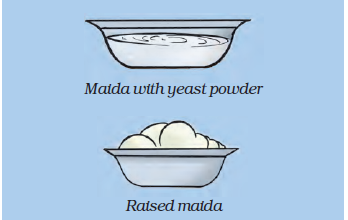 maida.PNG
