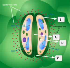 stomata 2.png