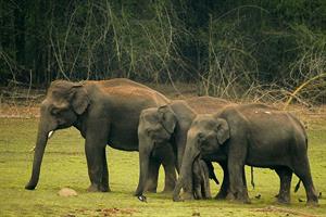 2010-kabini-elephant-family.jpg