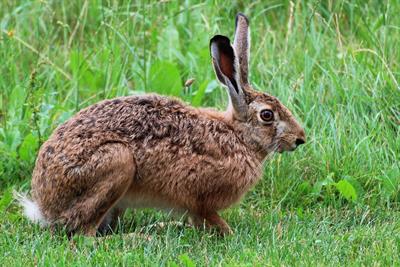 hare-940973_1280.jpg