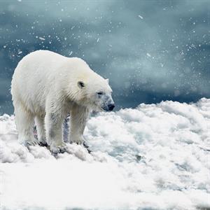 polar-bear-3629687_960_720.jpg