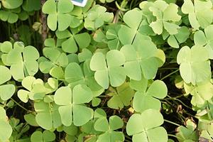 Marsilea_minuta_9090.jpg