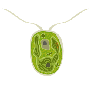 201410_chlamydomonas.png