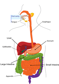 digestion3033641280w800.png