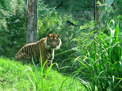 nature-forest-grass-animal-wildlife-zoo-jungle-cat-fauna-lion-big-cat-tiger-rainforest-woodland-habitat-safari-ecosystem-cat-face-big-cats-natural-environment-cat-like-mammal-1242672.jpg