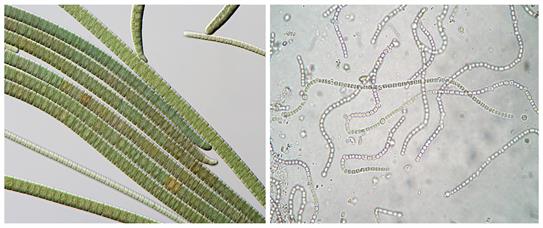 blue green algae.jpg