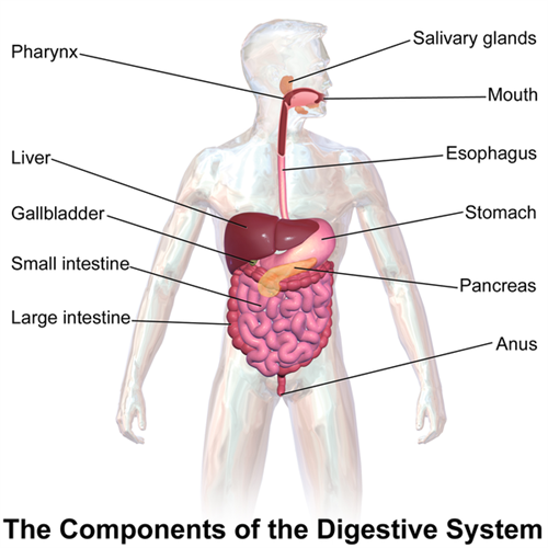 600px-Blausen_0316_DigestiveSystem.png