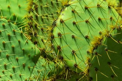 green-cacti-background-16007659248HX.jpg
