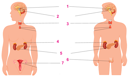 Designing - Bio Divya (20).png