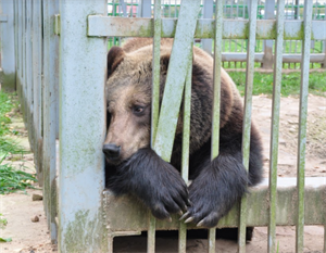 depressed bear 2021-01-04 151200.png